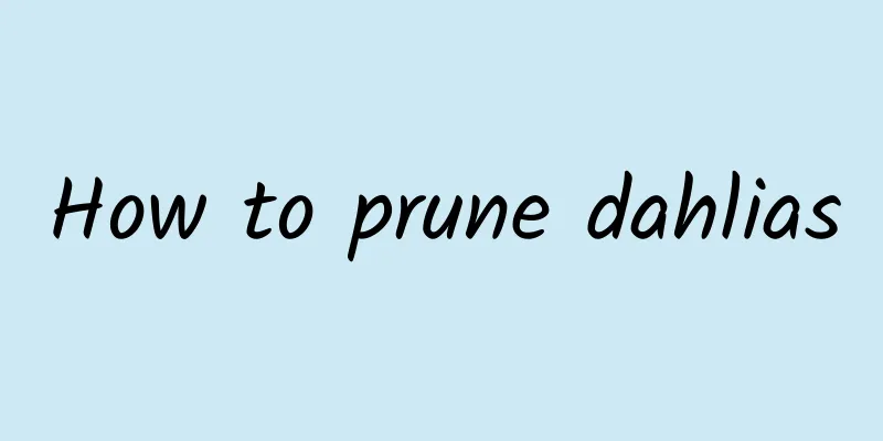 How to prune dahlias