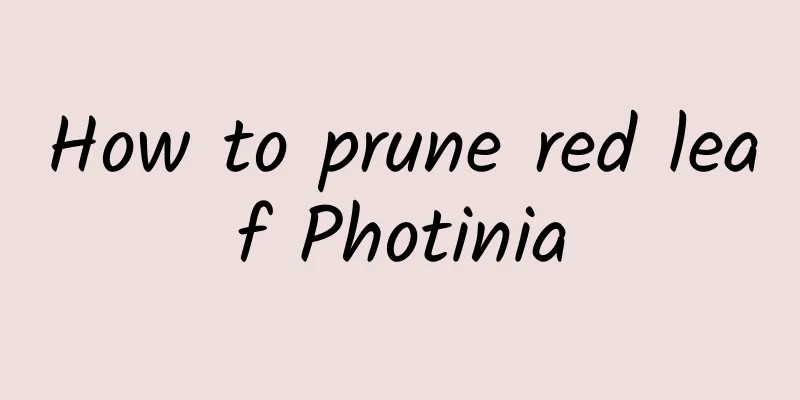 How to prune red leaf Photinia
