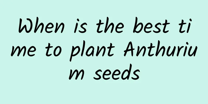 When is the best time to plant Anthurium seeds