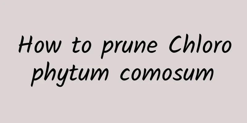How to prune Chlorophytum comosum