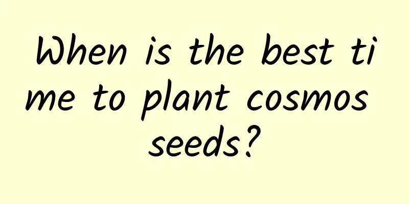 When is the best time to plant cosmos seeds?