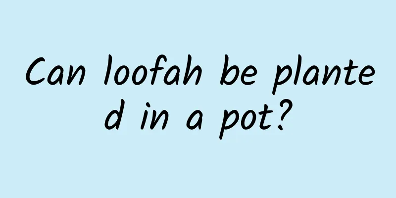 Can loofah be planted in a pot?