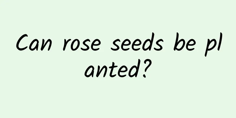 Can rose seeds be planted?