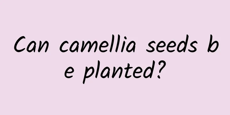 Can camellia seeds be planted?