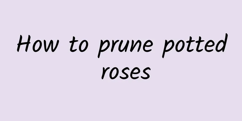 How to prune potted roses