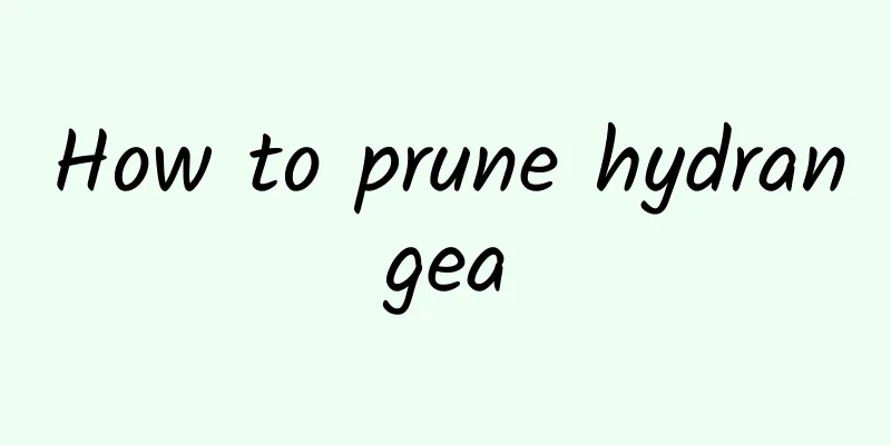 How to prune hydrangea