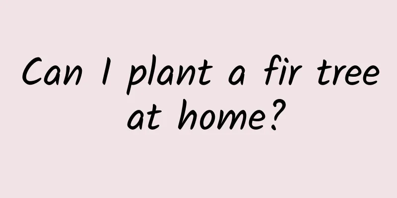 Can I plant a fir tree at home?