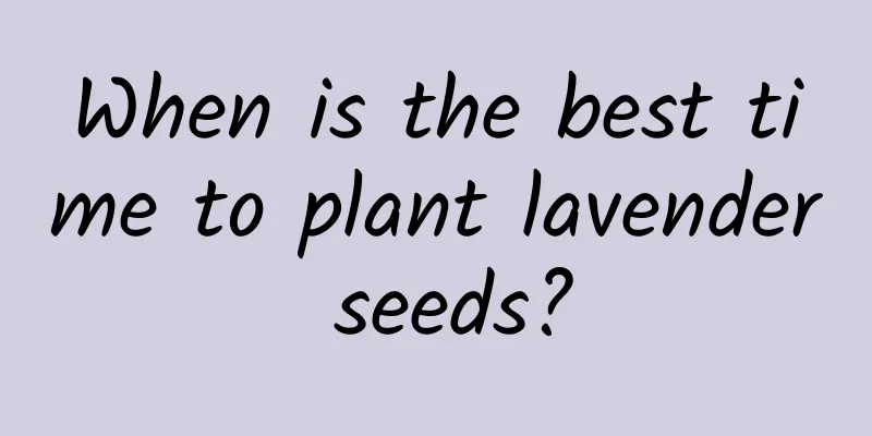 When is the best time to plant lavender seeds?