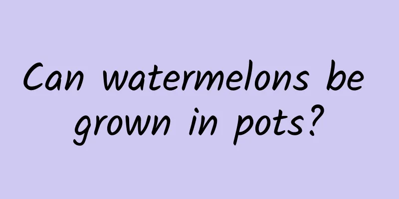 Can watermelons be grown in pots?