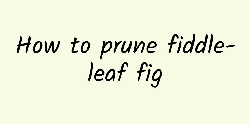 How to prune fiddle-leaf fig