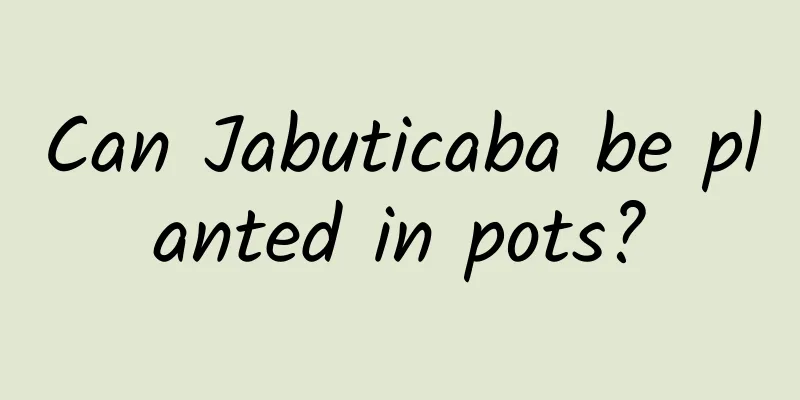 Can Jabuticaba be planted in pots?