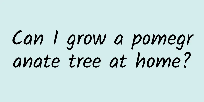 Can I grow a pomegranate tree at home?