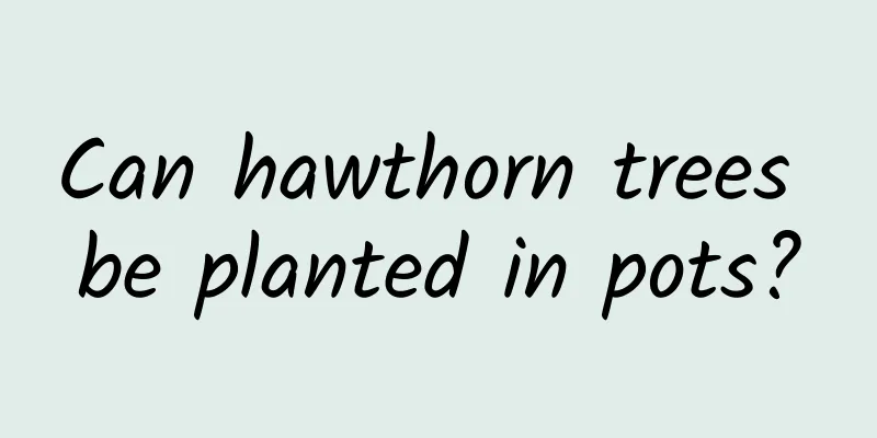 Can hawthorn trees be planted in pots?