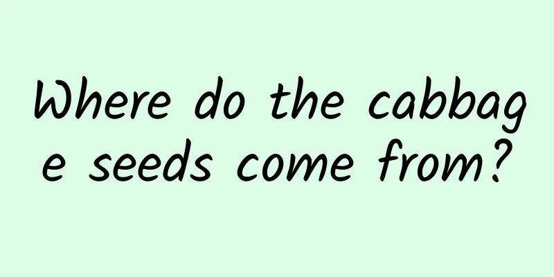 Where do the cabbage seeds come from?