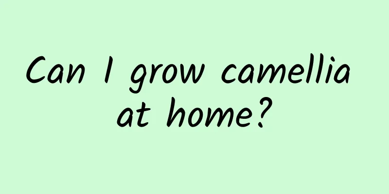 Can I grow camellia at home?