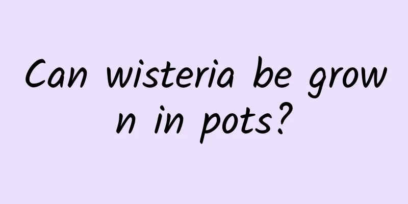 Can wisteria be grown in pots?