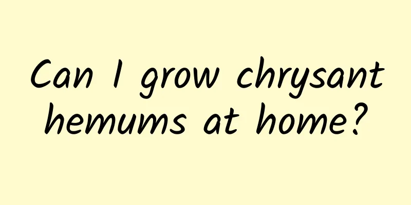 Can I grow chrysanthemums at home?