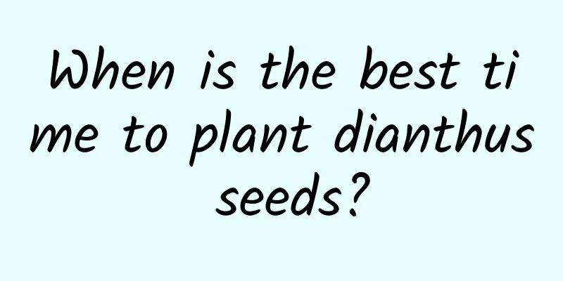 When is the best time to plant dianthus seeds?