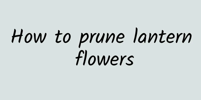 How to prune lantern flowers