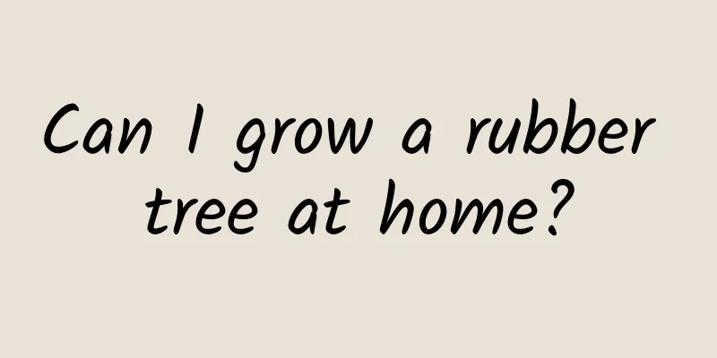 Can I grow a rubber tree at home?