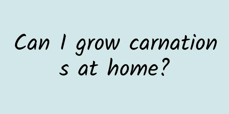 Can I grow carnations at home?