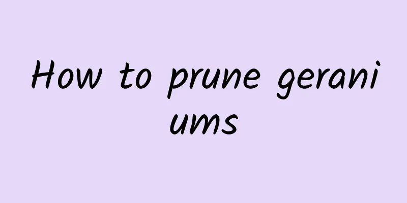 How to prune geraniums