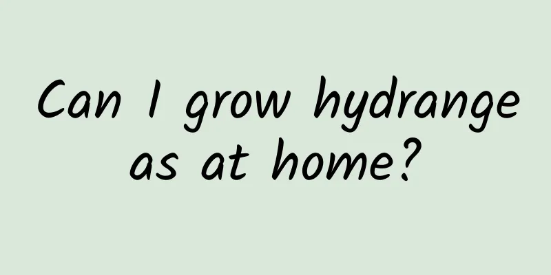 Can I grow hydrangeas at home?