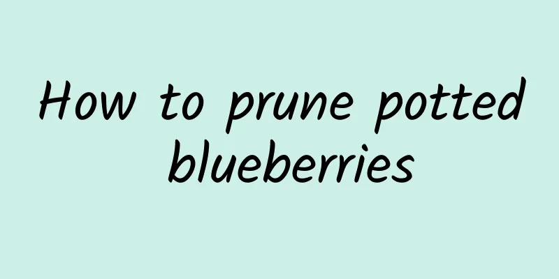 How to prune potted blueberries