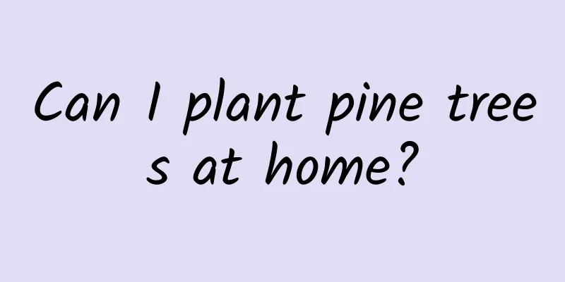 Can I plant pine trees at home?