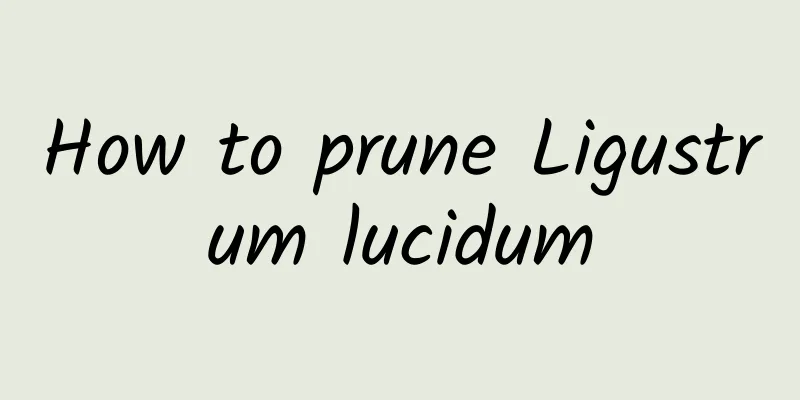 How to prune Ligustrum lucidum