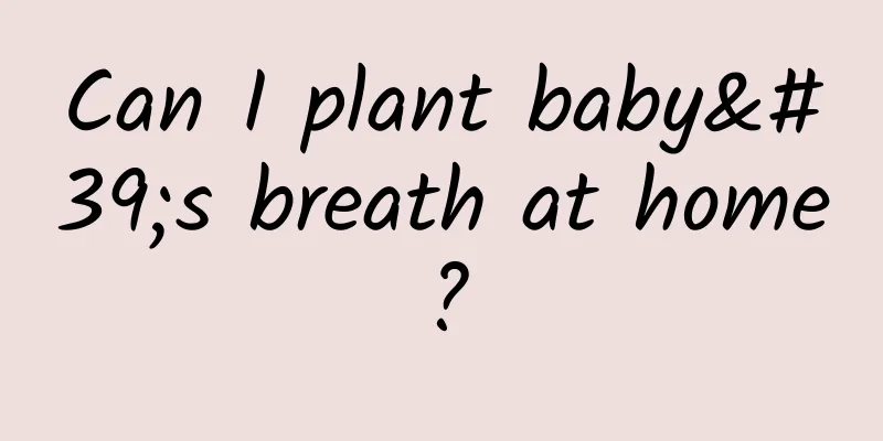 Can I plant baby's breath at home?