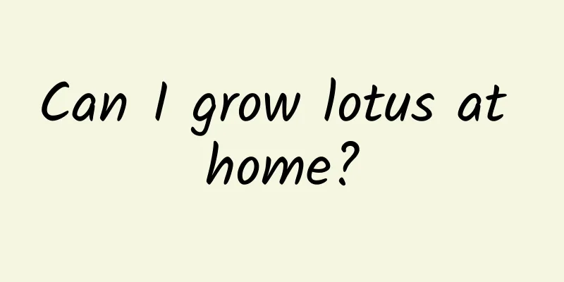 Can I grow lotus at home?