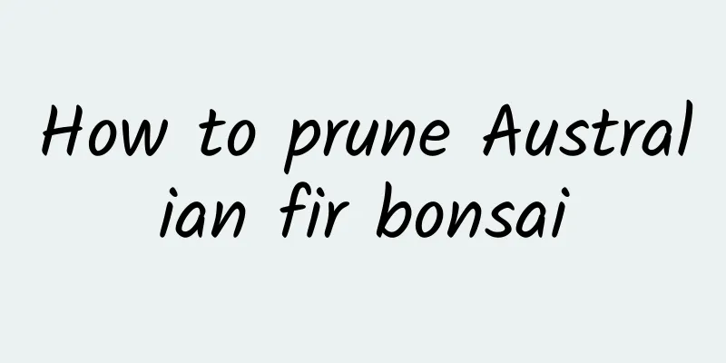 How to prune Australian fir bonsai