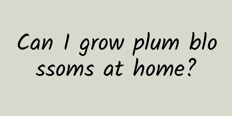Can I grow plum blossoms at home?