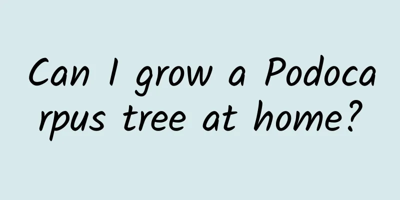 Can I grow a Podocarpus tree at home?
