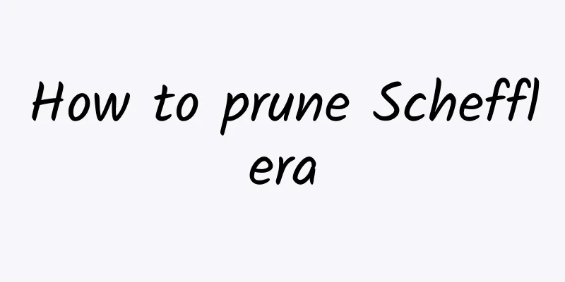 How to prune Schefflera