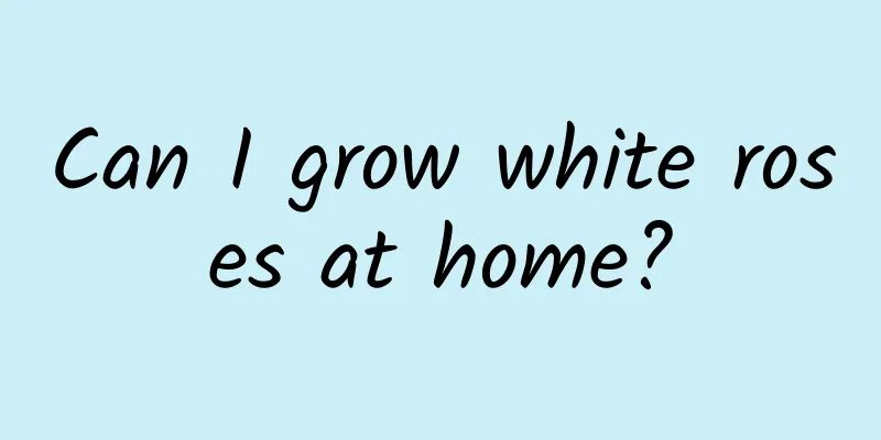 Can I grow white roses at home?