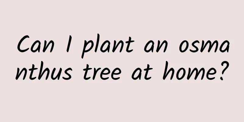 Can I plant an osmanthus tree at home?