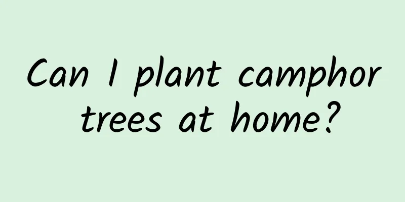 Can I plant camphor trees at home?