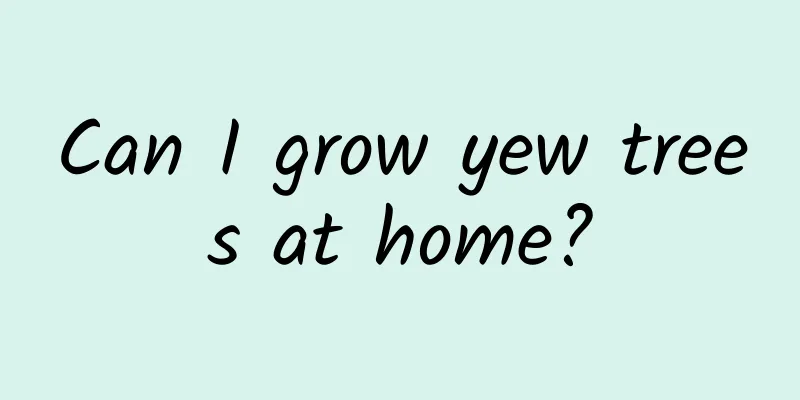 Can I grow yew trees at home?
