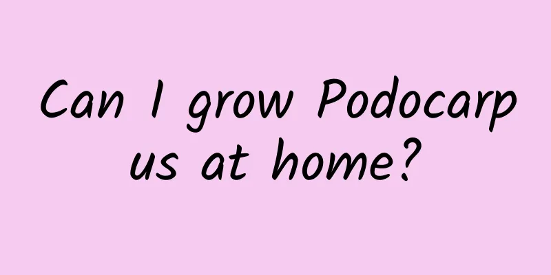 Can I grow Podocarpus at home?