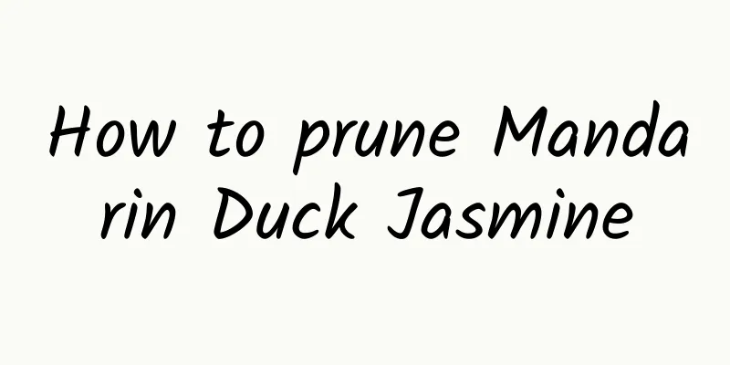How to prune Mandarin Duck Jasmine
