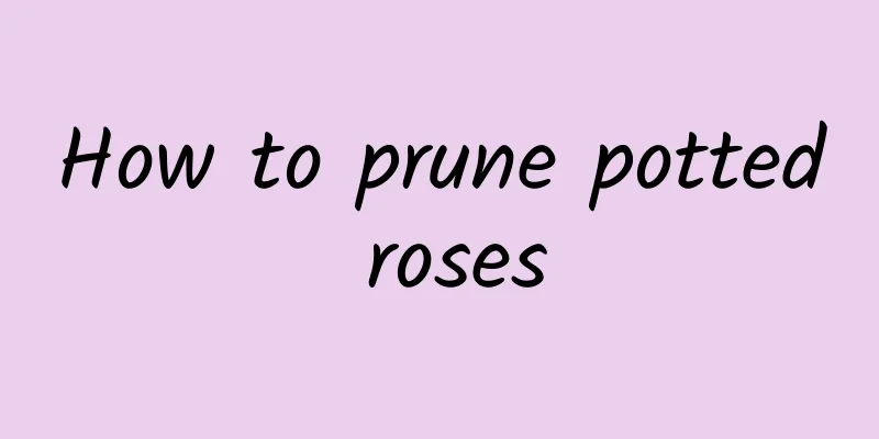 How to prune potted roses