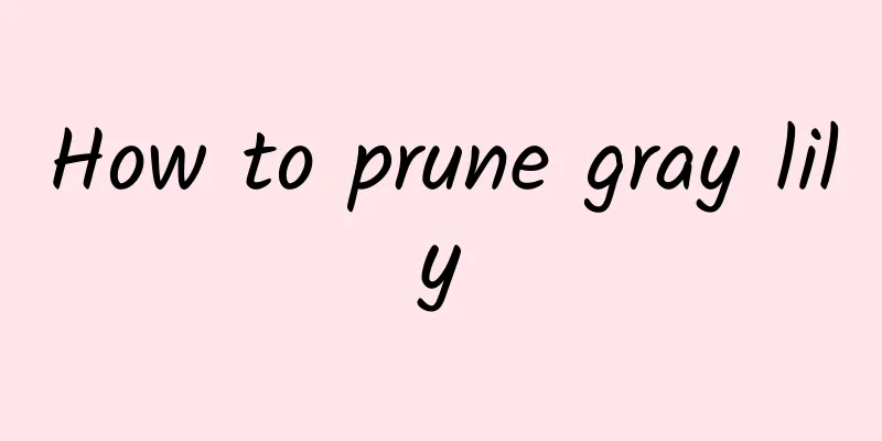 How to prune gray lily