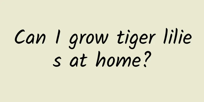 Can I grow tiger lilies at home?
