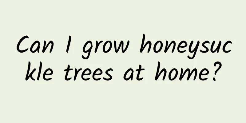 Can I grow honeysuckle trees at home?