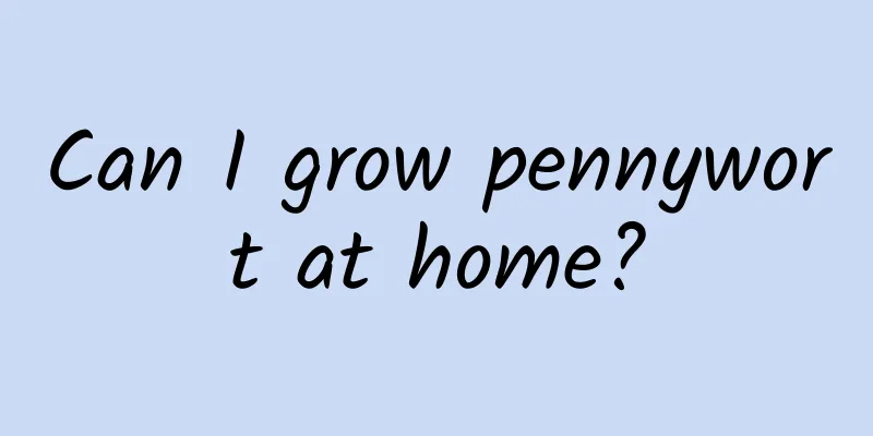 Can I grow pennywort at home?