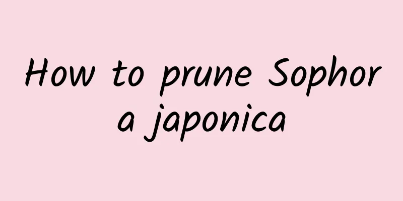 How to prune Sophora japonica