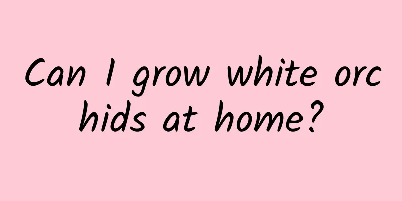 Can I grow white orchids at home?