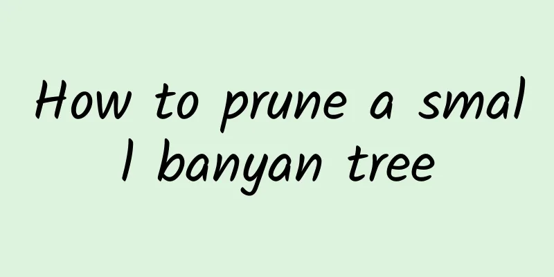 How to prune a small banyan tree